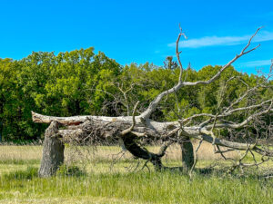Natur in Klausdorf Bodden